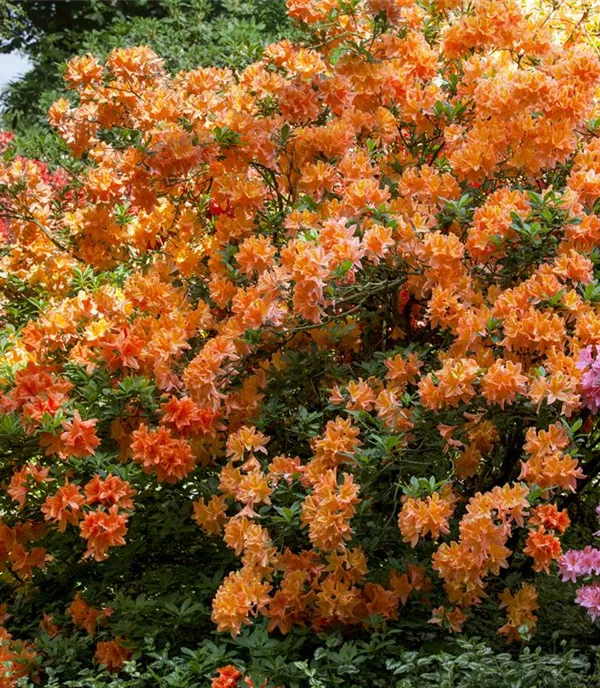 Rhododendren – immergrüne Ziergehölze mit herrlichen Blüten 