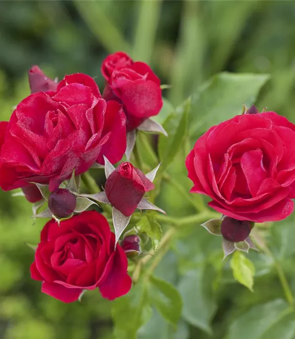 Rosen pflanzen – zur richtigen Zeit und am idealen Standort