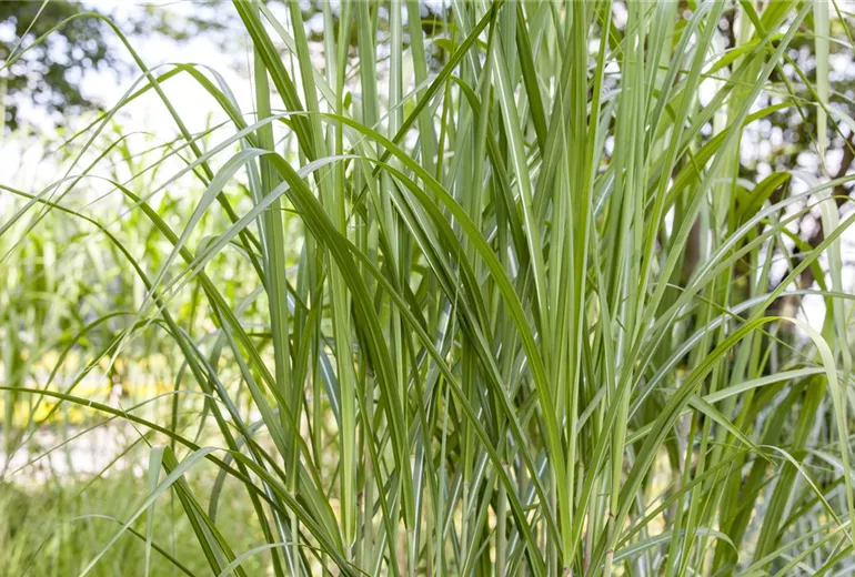Winterharte Gräser für den Garten sind vielseitig einsetzbar Bauer