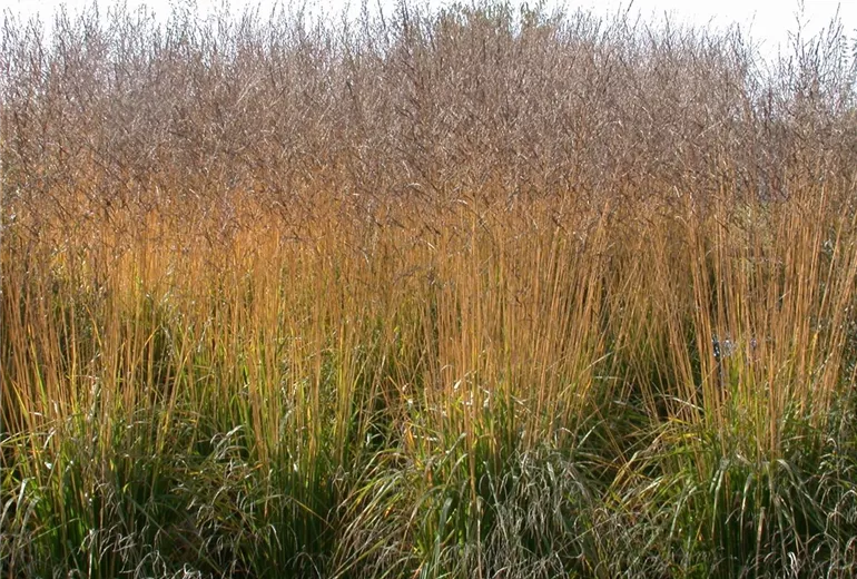 Winterharte Gräser für den Garten sind vielseitig einsetzbar Bauer