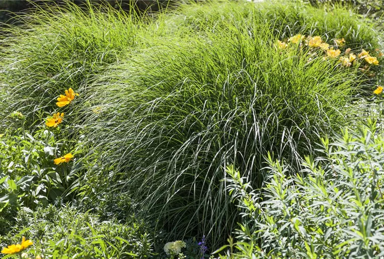 Winterharte Gräser für den Garten sind vielseitig einsetzbar Bauer