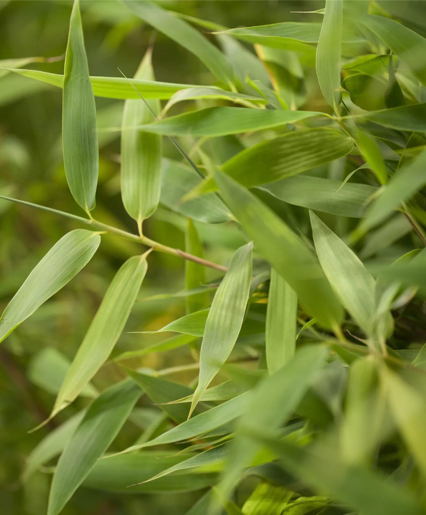 Bauer Baumschulen AG alle Gartenpflanzen aus der Nordwestschweiz