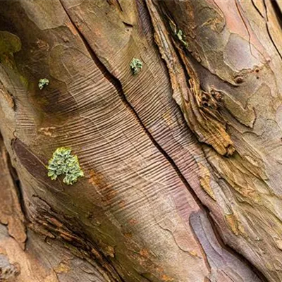 Hochstamm mit Ballen Stammumfang 12 - 14cm - Bergahorn - Acer pseudoplatanus