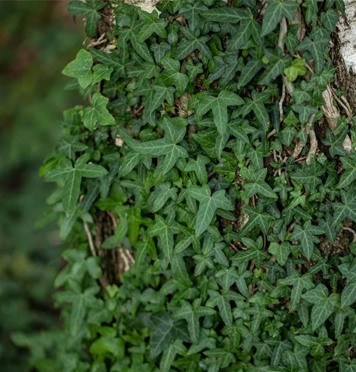 Efeu - Hedera helix 'Sagittifolia'