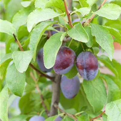  - Säulenzwetschge - Prunus (Säulenzwetschge) 'Liane'