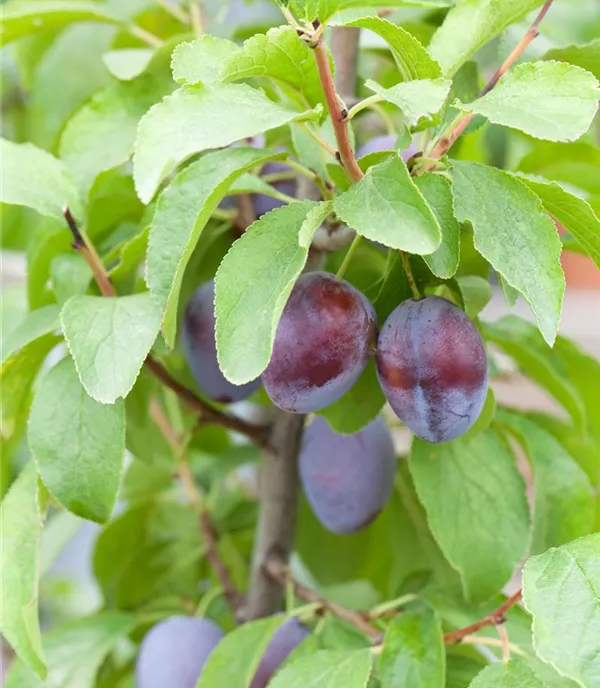 Prunus (Säulenzwetschge) 'Liane'