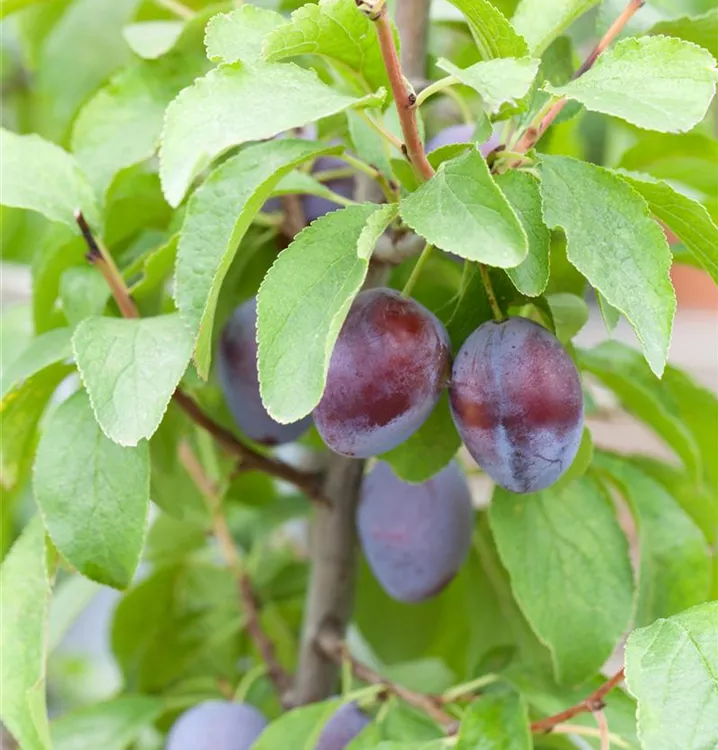 Säulenzwetschge - Prunus (Säulenzwetschge) 'Liane'
