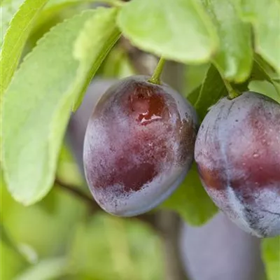 Pyramide wurzelnackt - Prunus (Zwetschge) 'Bühler Frühzwetschge'