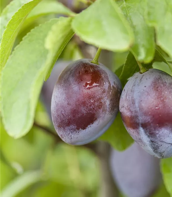 Prunus (Zwetschge) 'Bühler Frühzwetschge'