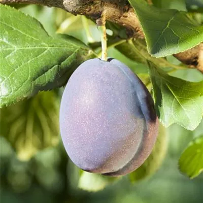 Pyramide wurzelnackt - Prunus (Zwetschge) 'Fellenberg'
