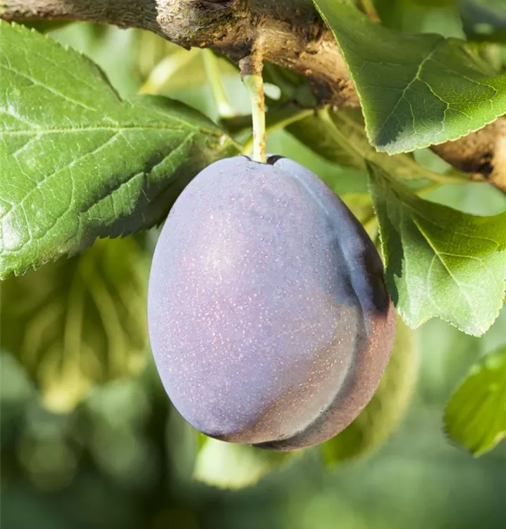 Prunus (Zwetschge) 'Fellenberg'