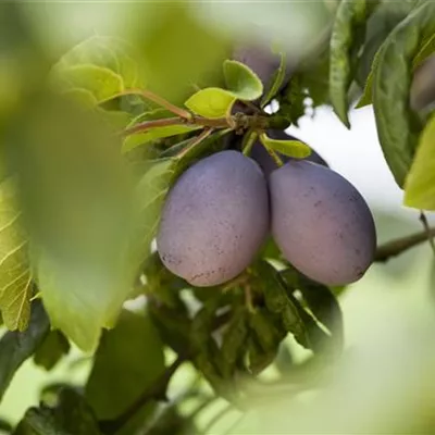 Pyramide wurzelnackt - Prunus (Zwetschge) 'Katinka'