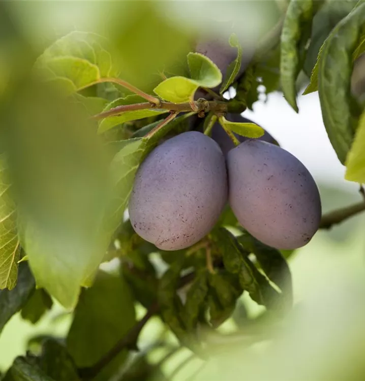 Prunus (Zwetschge) 'Katinka'