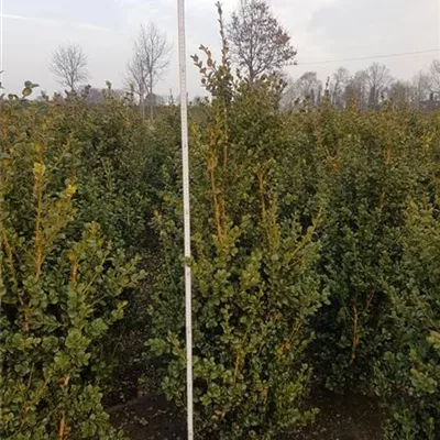 Topfgröße 7 Liter Höhe 60-80cm - Buchsbaum 'Rotundifolia' Heckenpflanze - Buxus sempervirens 'Rotundifolia' Heckenpflanze