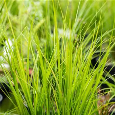 Topfgrösse 1 Liter - Carex brunnea 'Green'