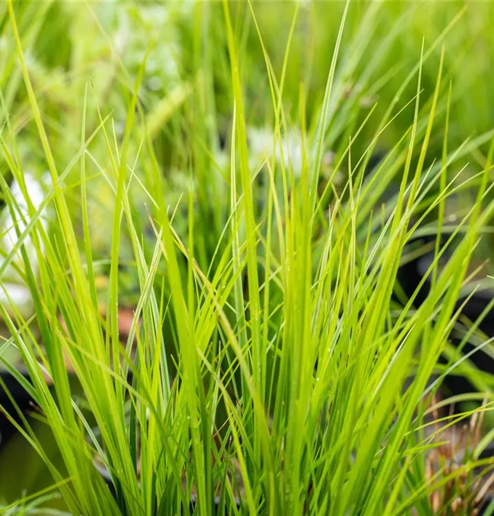 Carex brunnea 'Green'