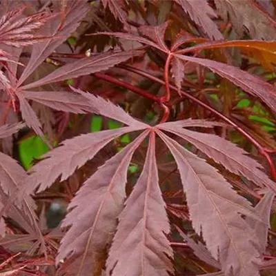 im Container 80 - 100 - Japan. Ahorn, Fächerahorn - Acer palmatum 'Burgundy Lace'