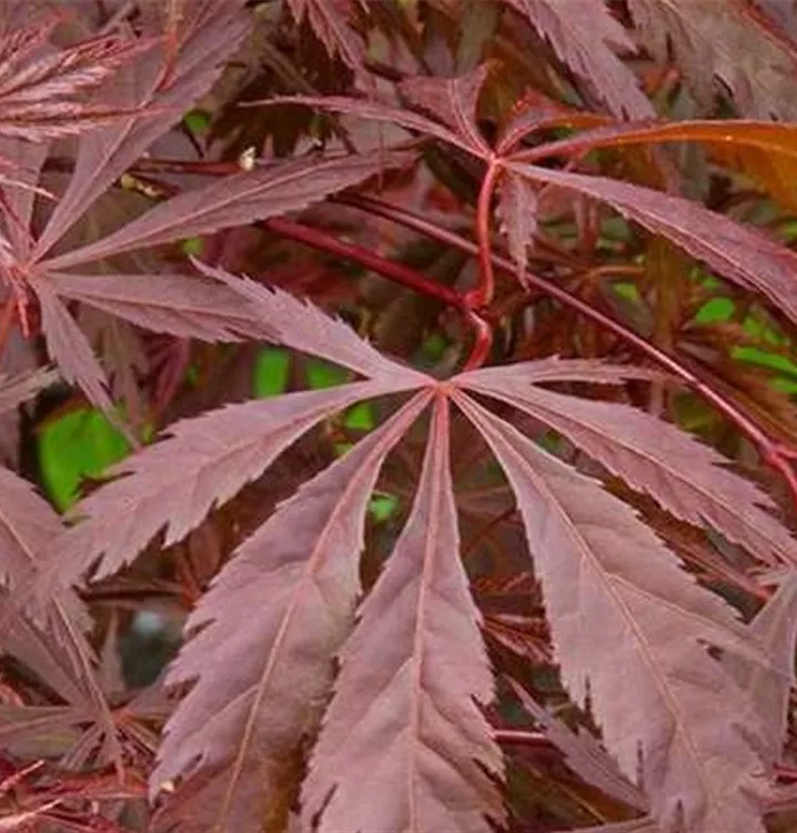 Japan. Ahorn, Fächerahorn - Acer palmatum 'Burgundy Lace'