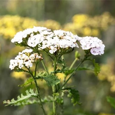 Topfgrösse 1 Liter - Gemeine Schafgarbe - Achillea millefolium 'White Beauty'