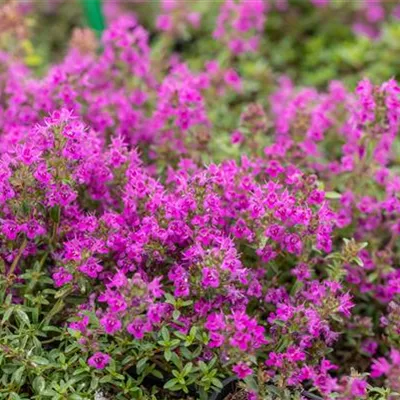 Topfgrösse 0.5 Liter - Thymian - Thymus praecox 'Purple Beauty'