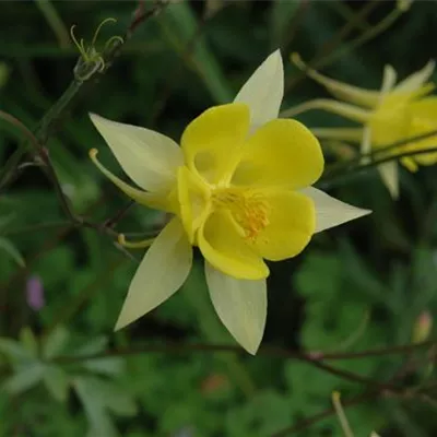 Topfgrösse 0.5 Liter - Akelei - Aquilegia chrysantha 'Yellow Queen'