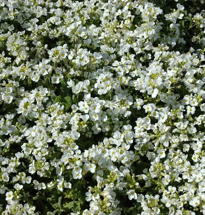 Arabis 'Plena'