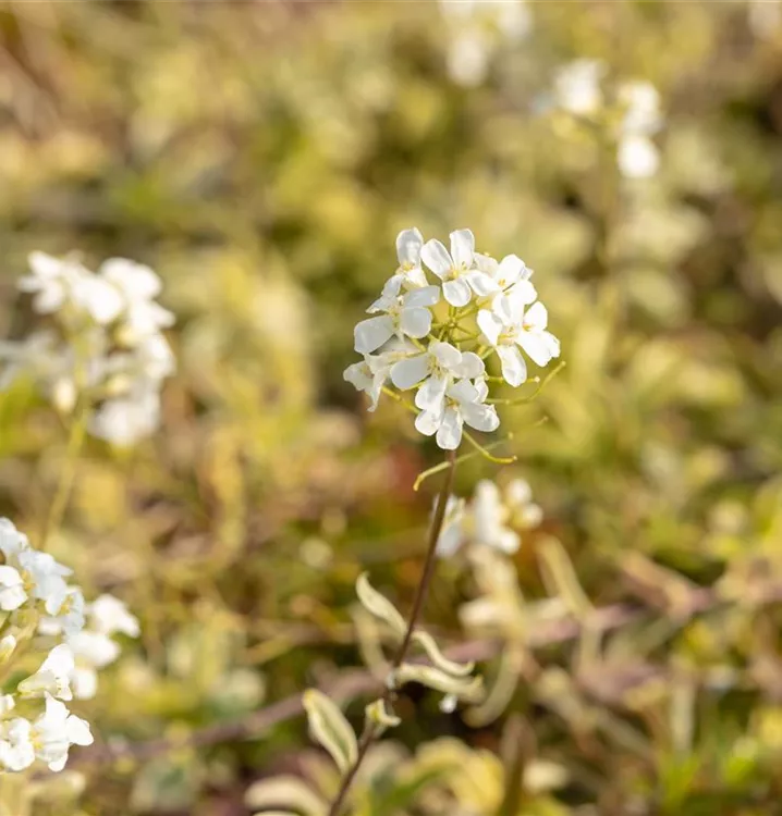 Gänsekresse - Arabis ferdinandi-coburgii 'Variegata'