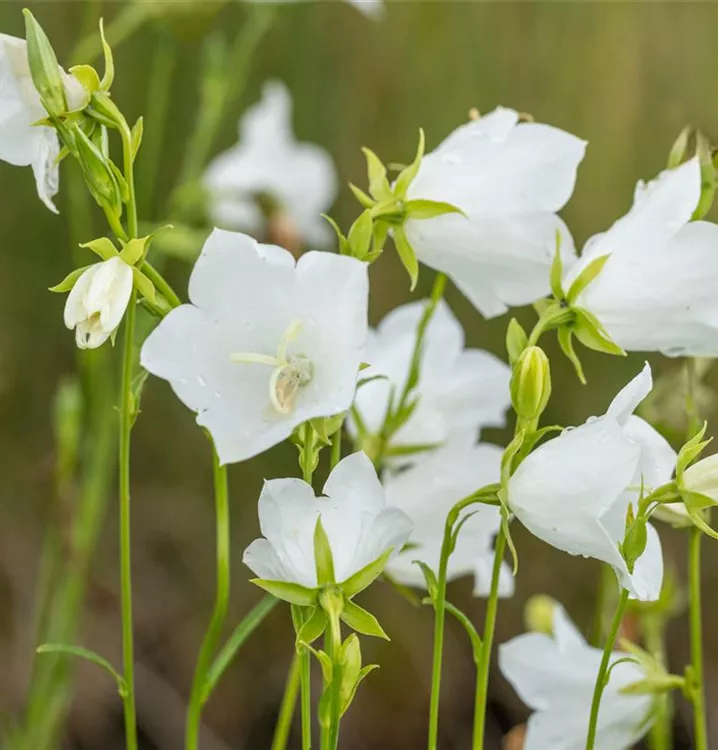 Pfirsichblättrige Glockenblume - Campanula persicifolia 'Grand. Alba'