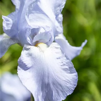 Topfgrösse 1 Liter - Zwergschwertlilie - Iris (Pumila-Gruppe) 'Blue Denim'