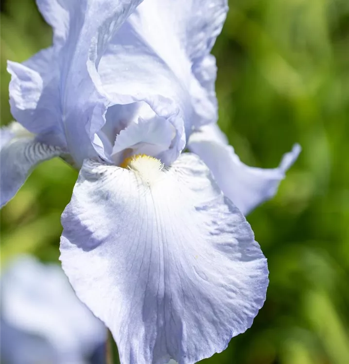 Zwergschwertlilie - Iris (Pumila-Gruppe) 'Blue Denim'