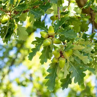 Hochstamm mit Ballen Stammumfang 12 - 14cm - Traubeneiche - Quercus petraea