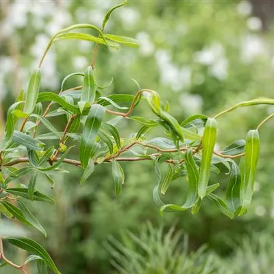 im Container 150 - 175 - Weide - Salix erythroflexuosa
