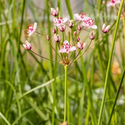 Topfgrösse 0.5 Liter - Schwanenblume, Blumenbinse - Butomus umbellatus