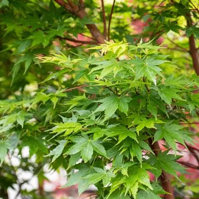 im Container 80 - 100 - Japan. Ahorn, Fächerahorn - Acer palmatum 'Sangokaku'