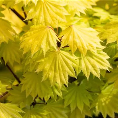 im Container 40 - 50 - Japan. Ahorn, Fächerahorn - Acer shirasawanum 'Aureum'