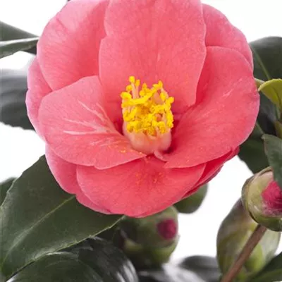 Container 60 - 70 - Kamelie - Camellia japonica