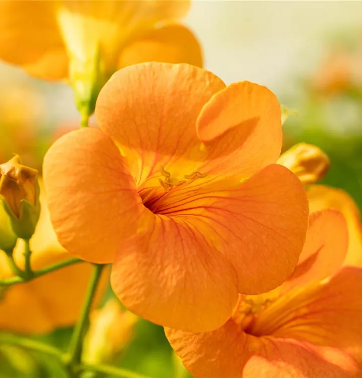Campsis grandiflora, Chinesische Klettertrompete