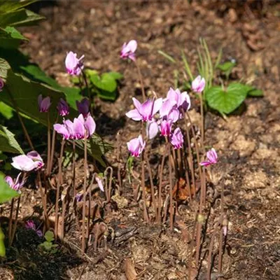 Topfgrösse 0.5 Liter - Neapolitanisches Alpenveilchen - Cyclamen hederifolium