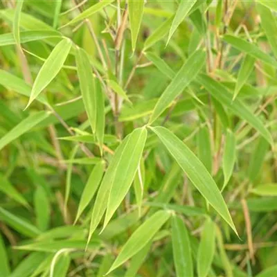 im Container 60 - 80 - Bambus - Fargesia murieliae 'Bimbo'