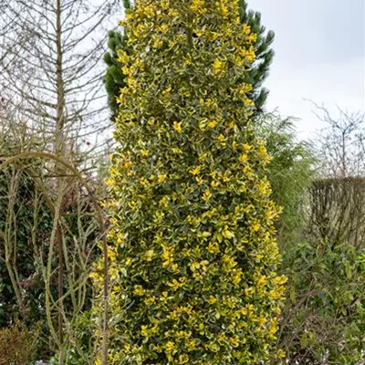 Container 60 - 70 - Gemeine Stechpalme - Ilex aquifolium 'Golden van Tol'