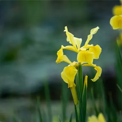 Topfgrösse 0.5 Liter - Sumpfschwertlilie - Iris versicolor