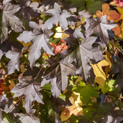 Hochstamm im Container Stammumfang 16 - 18cm - Liquidambar styraciflua dachförmig