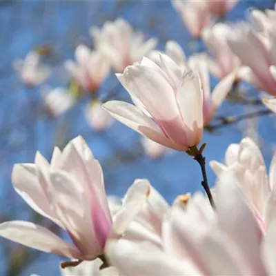 Hochstamm mit Ballen Stammumfang 10 - 12cm - Tulpen Magnolie - Magnolia soulangeana (x)