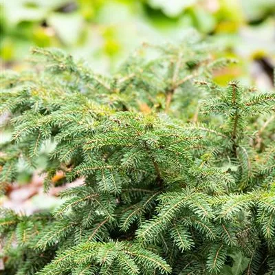 im Container 30 - 35 - Nestfichte - Picea abies 'Nidiformis'