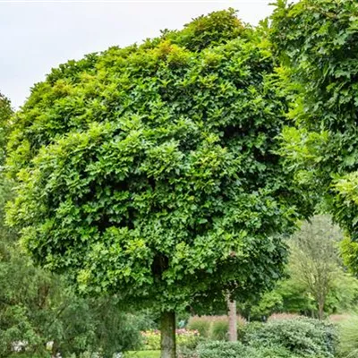 Hochstamm mit Ballen Stammumfang 10 - 12cm - Sumpfeiche - Quercus palustris 'Green Dwarf'