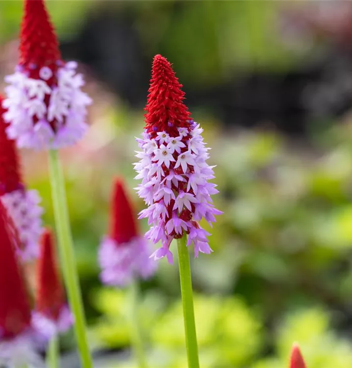 Primula vialii, Orchideenprimel