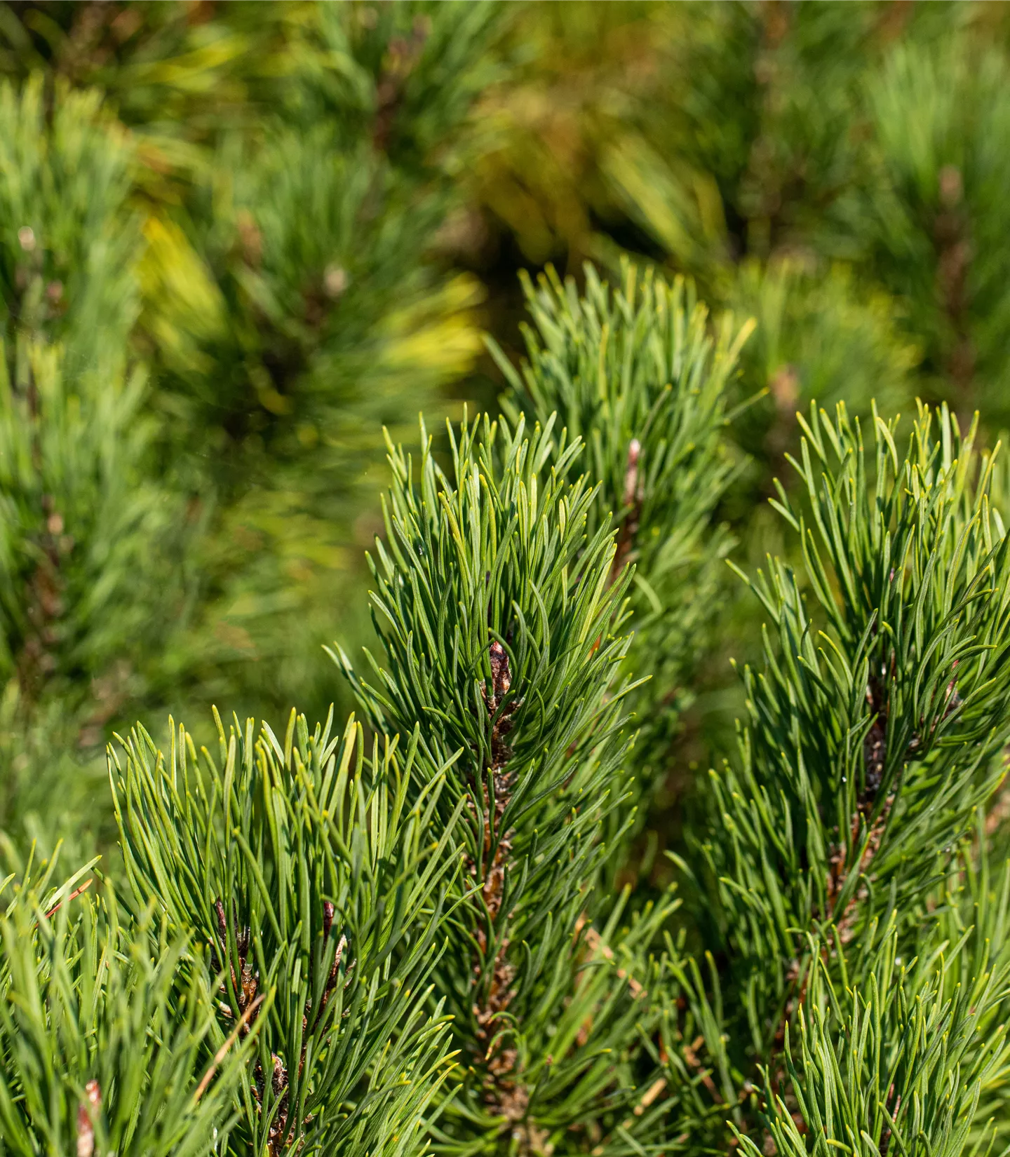 Pinus mugo 'Winter Gold'