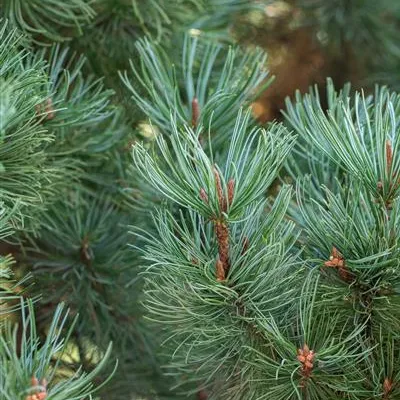 im Container 30 - 35 - Zwergkiefer - Pinus pumila 'Glauca'