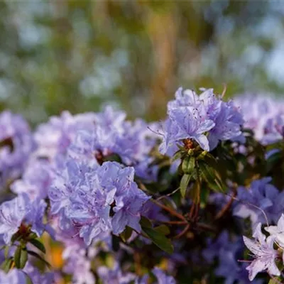 MB/ 40 - 50 - Rhododendron russatum 'Gletschernacht' - Rhododendron 'Gletschernacht'