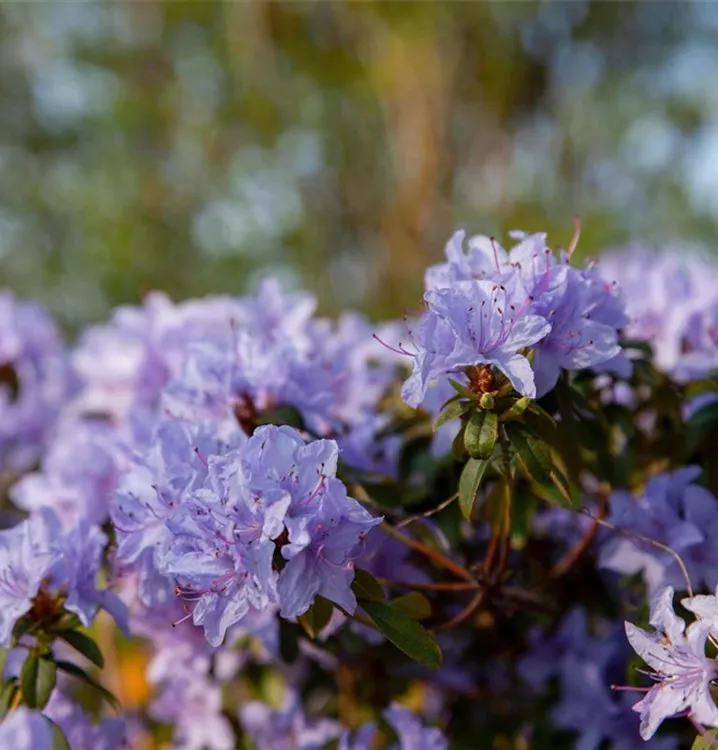 Rhododendron russatum 'Gletschernacht' - Rhododendron 'Gletschernacht'